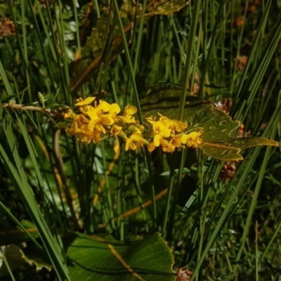 Dillwynia floribunda (Flowery Parrot-pea, Showy Parrot-pea) at Marcus Beach, QLD - 13 Sep 2022 by Fuschia