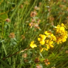 Dillwynia floribunda at Marcus Beach, QLD - 13 Sep 2022