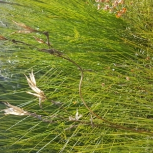 Blandfordia grandiflora at Marcus Beach, QLD - 13 Sep 2022