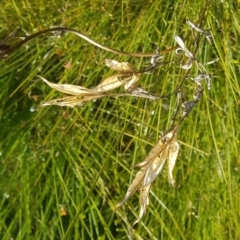 Blandfordia grandiflora at Marcus Beach, QLD - suppressed