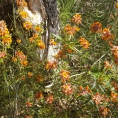 Pultenaea paleacea (Chaffy Bush-pea) at Noosa National Park - 13 Sep 2022 by Fuschia
