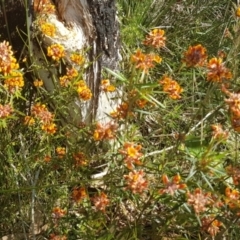 Pultenaea paleacea (Chaffy Bush-pea) at Marcus Beach, QLD - 13 Sep 2022 by Fuschia