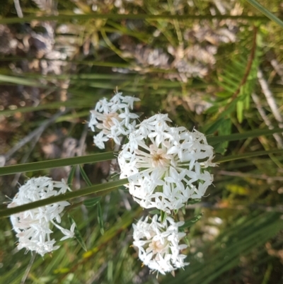 Pimelea linifolia (Slender Rice Flower) at Noosa National Park - 13 Sep 2022 by Fuschia