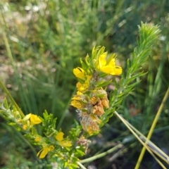 Unidentified Other Shrub at Marcus Beach, QLD - 13 Sep 2022 by Fuschia