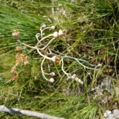 Haemodorum tenuifolium (Blood Root) at Marcus Beach, QLD - 13 Sep 2022 by Fuschia