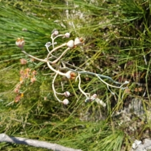 Haemodorum tenuifolium (Blood Root) at Marcus Beach, QLD by Fuschia
