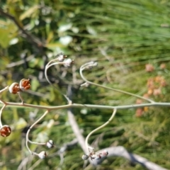 Haemodorum tenuifolium at Marcus Beach, QLD - 13 Sep 2022 01:47 PM