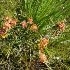 Pultenaea paleacea at Noosa National Park - 13 Sep 2022 by Fuschia