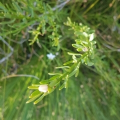 Unidentified Other Shrub at Marcus Beach, QLD - 13 Sep 2022 by Fuschia