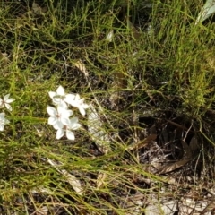 Burchardia umbellata (Milkmaids) at Marcus Beach, QLD - 13 Sep 2022 by Fuschia