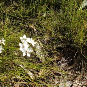 Burchardia umbellata at Marcus Beach, QLD - 13 Sep 2022