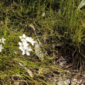 Burchardia umbellata at Marcus Beach, QLD - 13 Sep 2022 01:27 PM