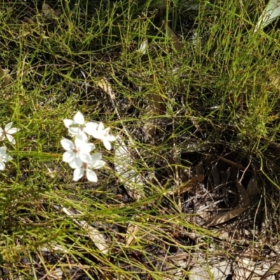 Burchardia umbellata (Milkmaids) at Noosa National Park - 13 Sep 2022 by Fuschia