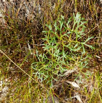 Trachymene incisa (Native Parsnip) at Noosa National Park - 13 Sep 2022 by Fuschia