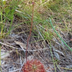 Drosera spatulata (Common Sundew) at Noosa National Park - 13 Sep 2022 by Fuschia