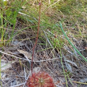 Drosera spatulata (Common Sundew) at Marcus Beach, QLD by Fuschia
