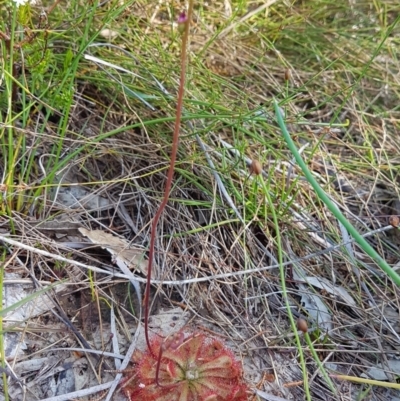 Drosera spatulata (Common Sundew) at Marcus Beach, QLD - 13 Sep 2022 by Fuschia