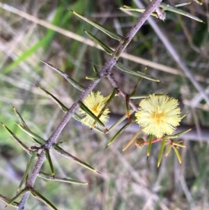 Acacia ulicifolia at Watson, ACT - 12 Sep 2022