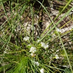 Pimelea linifolia at Noosa National Park - 13 Sep 2022 by Fuschia