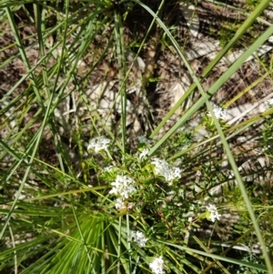 Pimelea linifolia at suppressed by Fuschia