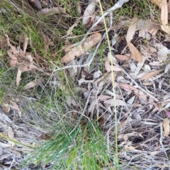 Sowerbaea juncea at Marcus Beach, QLD - 13 Sep 2022 01:14 PM