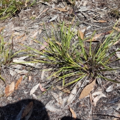 Unidentified Lily or Iris at Marcus Beach, QLD - 13 Sep 2022 by Fuschia