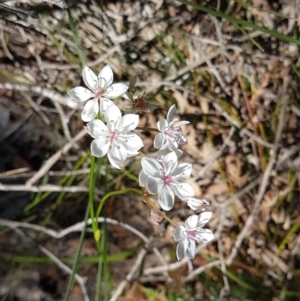 Burchardia umbellata at Marcus Beach, QLD - 13 Sep 2022 01:03 PM