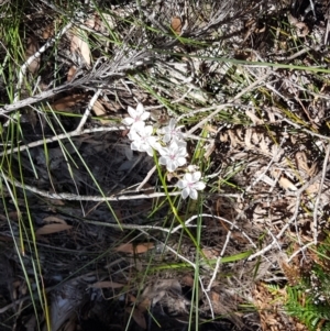 Burchardia umbellata at Marcus Beach, QLD - 13 Sep 2022 01:03 PM