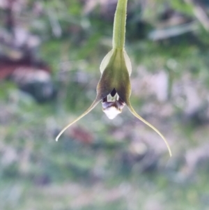 Pterostylis pedunculata at Red Hill, ACT - 13 Sep 2022