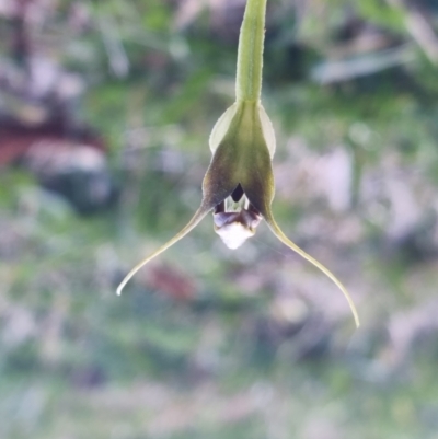 Pterostylis pedunculata (Maroonhood) at Red Hill, ACT - 13 Sep 2022 by pixelnips