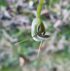 Pterostylis pedunculata at Red Hill, ACT - suppressed