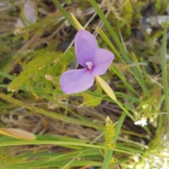 Patersonia fragilis (Short Purple Flag) at Marcus Beach, QLD - 13 Sep 2022 by Fuschia