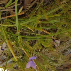 Patersonia fragilis at Marcus Beach, QLD - 13 Sep 2022