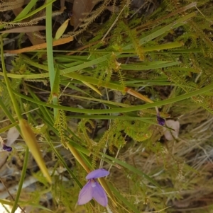 Patersonia fragilis at Marcus Beach, QLD - 13 Sep 2022 01:01 PM