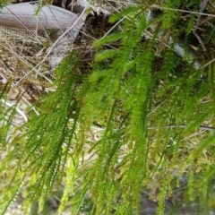 Selaginella uliginosa at Marcus Beach, QLD - 13 Sep 2022 by Fuschia