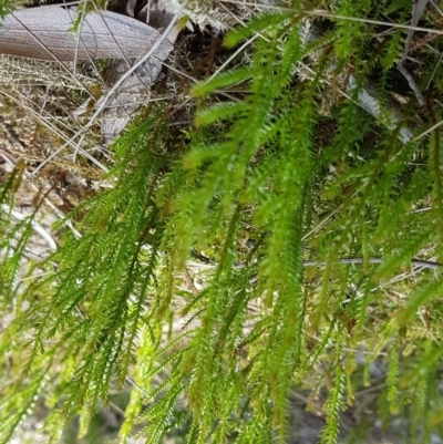 Selaginella uliginosa at Noosa National Park - 13 Sep 2022 by Fuschia