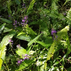 Hardenbergia violacea at Marcus Beach, QLD - 13 Sep 2022