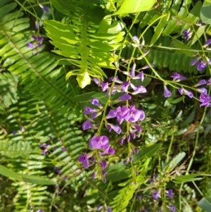 Hardenbergia violacea at Marcus Beach, QLD - 13 Sep 2022