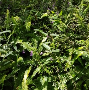 Hardenbergia violacea at Marcus Beach, QLD - 13 Sep 2022 12:56 PM