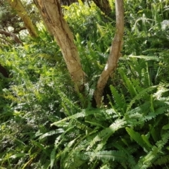 Nephrolepis cordifolia (Fishbone Fern) at Noosa National Park - 13 Sep 2022 by Fuschia