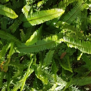 Nephrolepis cordifolia at Marcus Beach, QLD - 13 Sep 2022