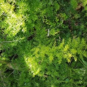 Asparagus aethiopicus (Ground Asparagus) at Marcus Beach, QLD by Fuschia