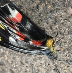 Delias harpalyce (Imperial Jezebel) at Bruce Ridge - 12 Sep 2022 by MattFox