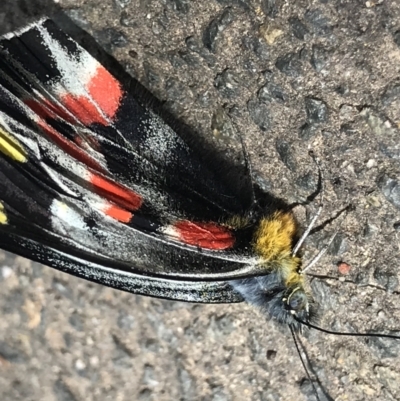 Delias harpalyce (Imperial Jezebel) at Bruce Ridge - 12 Sep 2022 by MattFox