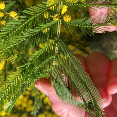 Acacia decurrens (Green Wattle) at Hackett, ACT - 13 Sep 2022 by waltraud