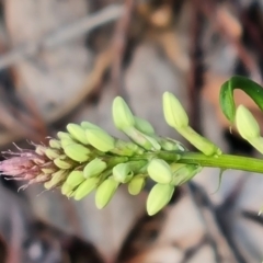 Stackhousia monogyna (Creamy Candles) at Farrer, ACT - 13 Sep 2022 by Mike