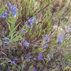 Stypandra glauca (Nodding Blue Lily) at Farrer, ACT - 13 Sep 2022 by Mike