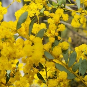 Acacia buxifolia subsp. buxifolia at Farrer, ACT - 13 Sep 2022 03:24 PM