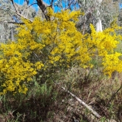 Acacia buxifolia subsp. buxifolia at Farrer, ACT - 13 Sep 2022