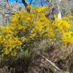 Acacia buxifolia subsp. buxifolia at Farrer, ACT - 13 Sep 2022 03:24 PM